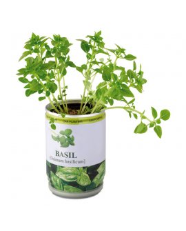 Aromatic herbs in tin can